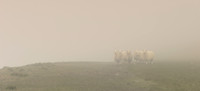 KOB_2455