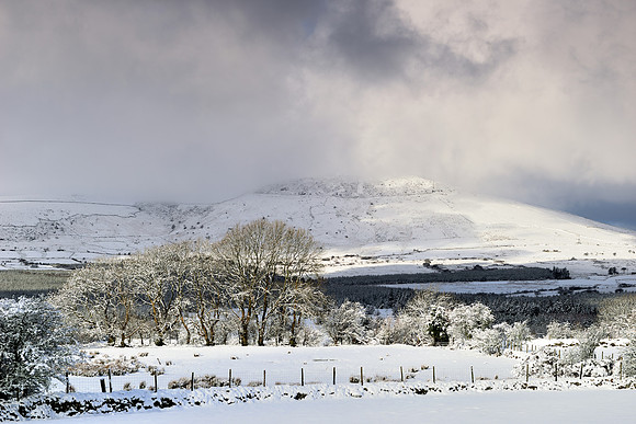 Winter Scene